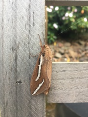 Abantiades latipennis