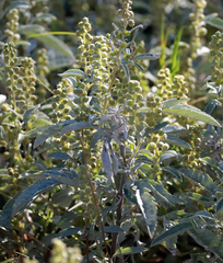 Ambrosia grayi