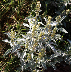 Ambrosia grayi