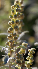 Ambrosia grayi