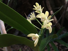 Dendrobium gracilicaule howeanum