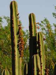 Lophocereus marginatus