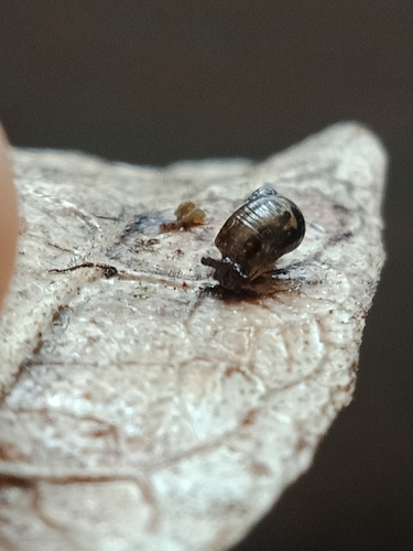 Succinea costaricana