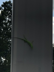 Anolis carolinensis