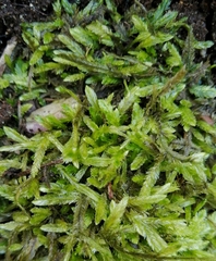 Catagonium nitens