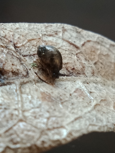 Succinea costaricana