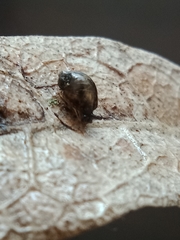 Succinea costaricana