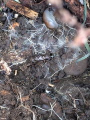 Loxoblemmus arietulus