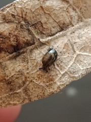 Succinea costaricana