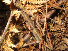Atomotricha isogama