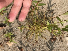 Cyperus subsquarrosus