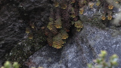 Hymenophyllum tomentosum