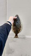 Paralichthys californicus