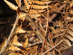 Atomotricha isogama