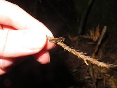 Atomotricha isogama
