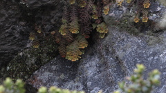 Hymenophyllum tomentosum