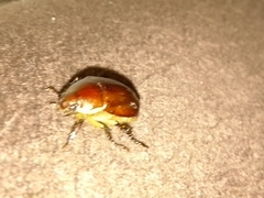 Callistethus vanpatteni