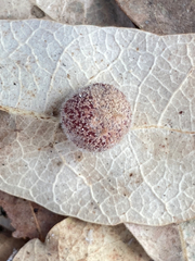 Cynips multipunctata