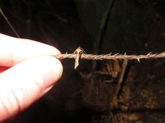 Atomotricha isogama