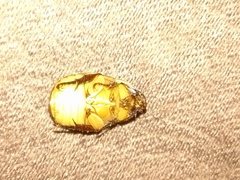 Callistethus vanpatteni