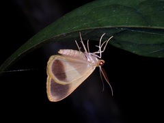 Plutodes