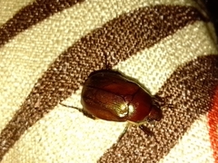 Callistethus vanpatteni