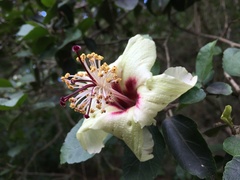 Hibiscus insularis