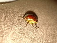 Callistethus vanpatteni