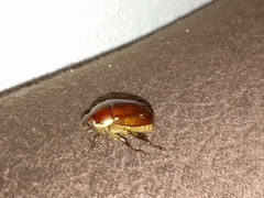 Callistethus vanpatteni