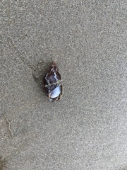 Phasianella australis