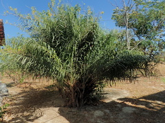 Syagrus flexuosa