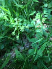 Platanthera clavellata image