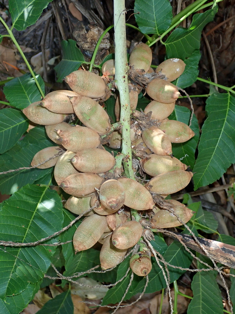 Syagrus flexuosa (Syagrus flexuosa)