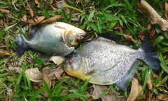 Speckled Piranha photo 3