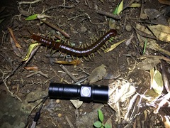 Cormocephalus coynei