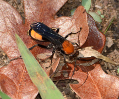 Psorthaspis sanguinea