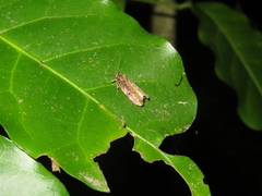 Atomotricha isogama