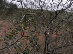 Prosopis ruscifolia