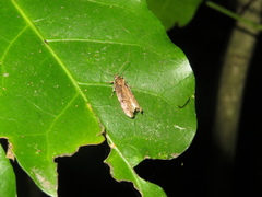 Atomotricha isogama
