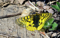 Parnassius eversmanni