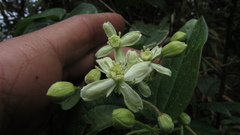 Clematis haenkeana