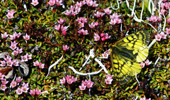Parnassius eversmanni