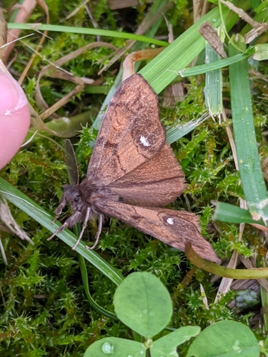 Rusty Tussock Moth photo 4