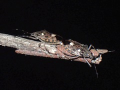 Dalpada oculata