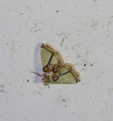 Leucinodes