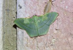 Metallochlora venusta