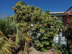 Anacardium occidentale