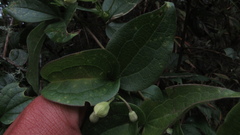 Clematis haenkeana