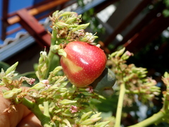 Anacardium occidentale
