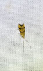 Crocanthes characotis